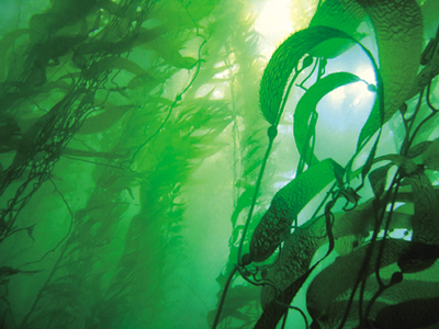 Astaxanthin Powder: Top Uses in Nutricosmetics 2026